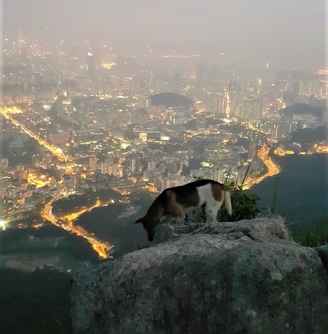 Webp.net-compress-image (1)